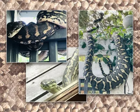 Welcoming the Serpents in the Overhead Space: A Journey from Fear to Fascination